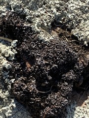 Enchylium coccophorum