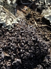 Enchylium coccophorum