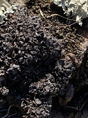 Enchylium coccophorum