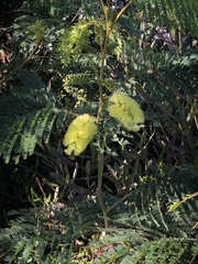 Paraserianthes