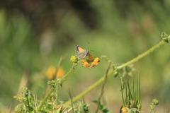 Pseudolucia chilensis
