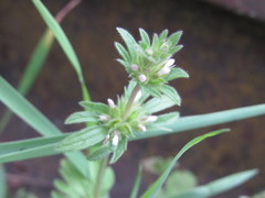 Lamium amplexicaule orientale