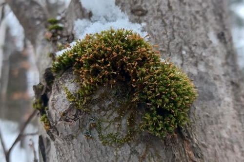 Image of Ulota coarctata by (c) Quinten Wiegersma, some rights reserved (CC BY)