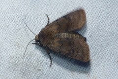 Agrotis cinerea