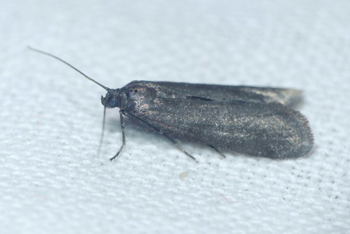 Episcythrastis tetricella