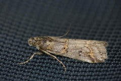 Pempelia compositella