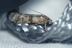 Pempelia compositella