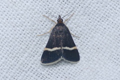 Pyrausta cingulata