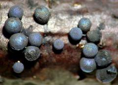 Lamproderma cristatum