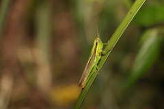 Bermius brachycerus