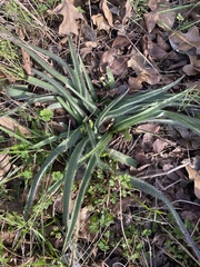 Tradescantia tharpii
