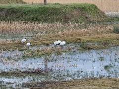 Threskiornis aethiopicus