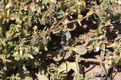 Roepera aurantiaca aurantiaca