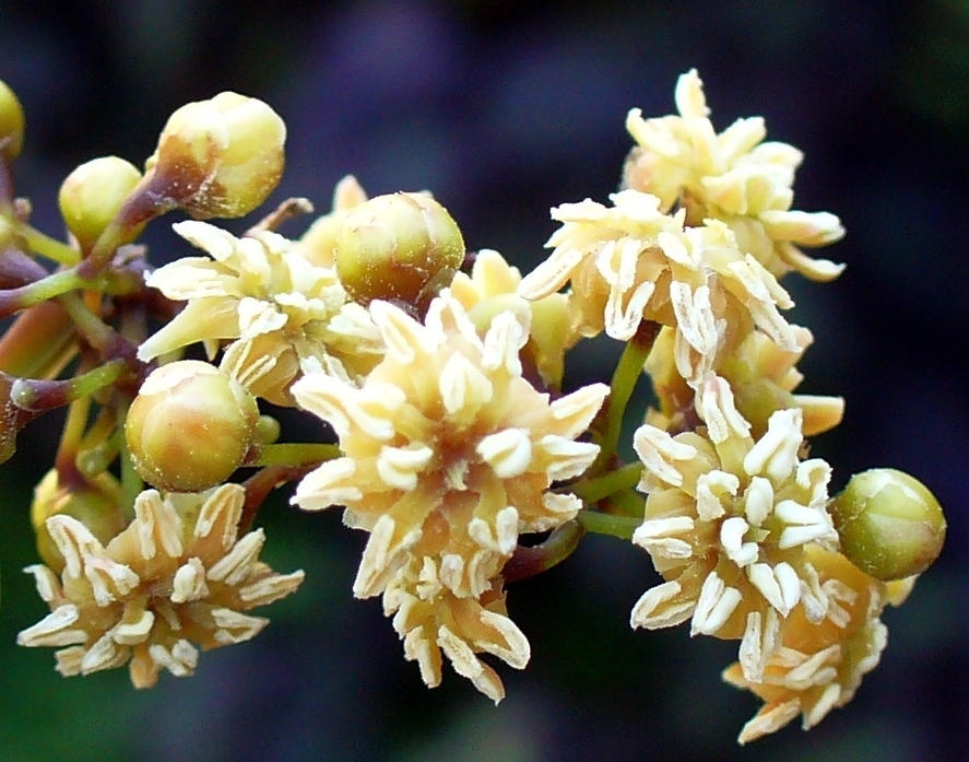 Amborellas