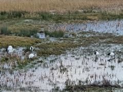 Threskiornis aethiopicus