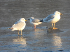 Larus delawarensis