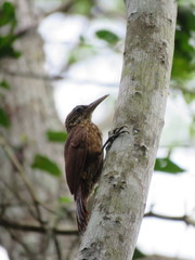 Xiphorhynchus elegans
