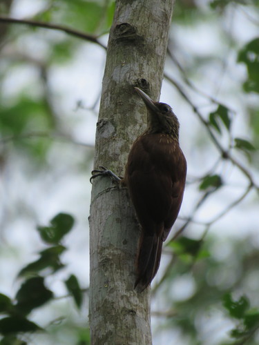 Xiphorhynchus elegans