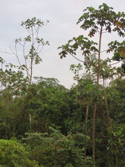 Xiphorhynchus elegans