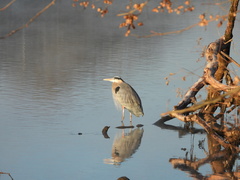 Ardea herodias