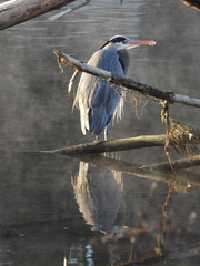 Ardea herodias