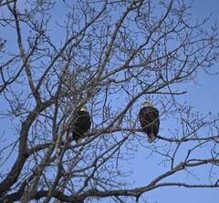 Haliaeetus leucocephalus