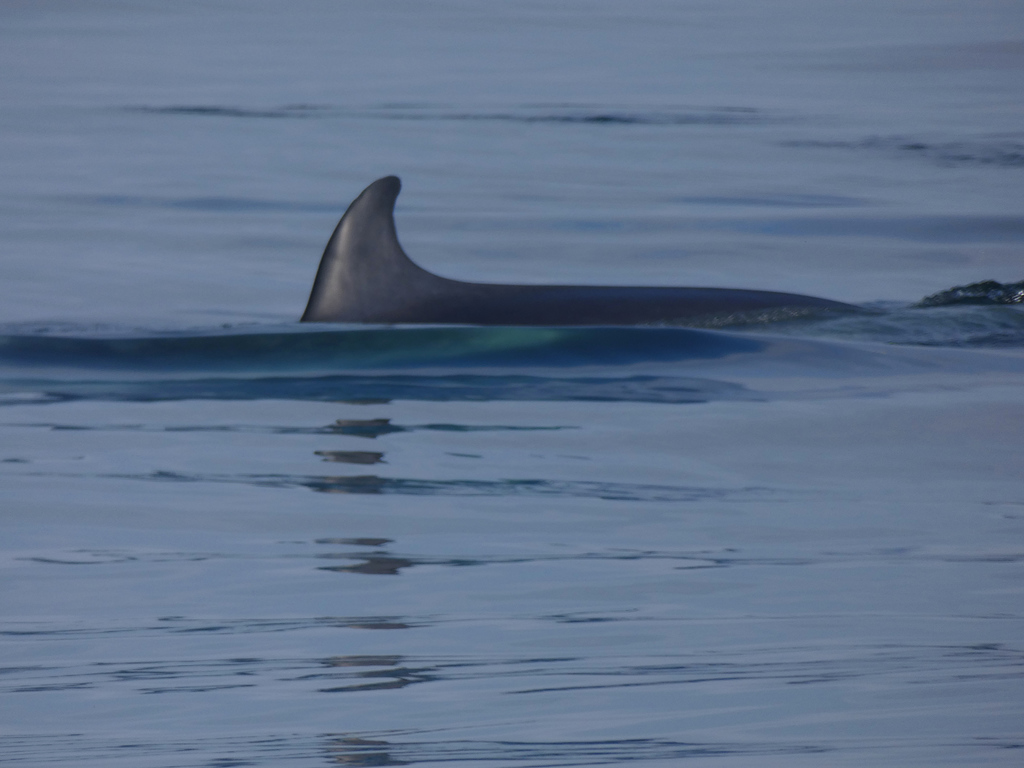 Minke whale dorsal fin and back off the Yorkshire coast