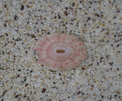 Fissurella deroyae
