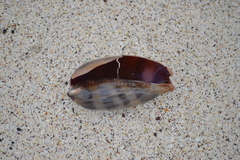 Macrocypraea cervinetta