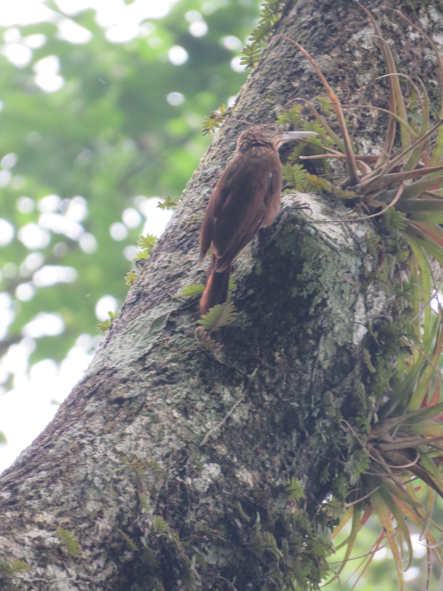 Ocellated Woodcreeper (Xiphorhynchus ocellatus), photo 9