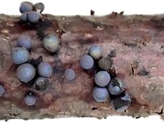 Lamproderma cristatum