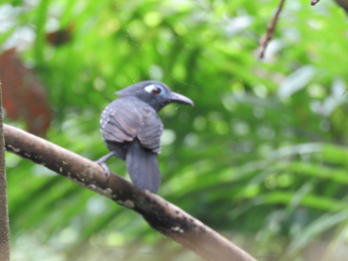 Plumbeous Antbird (Myrmelastes hyperythrus), photo 10