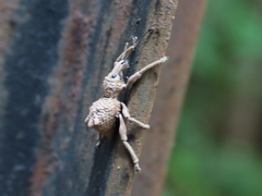 Leptopius tetraphysodes