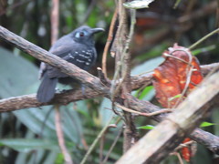 Myrmelastes hyperythrus