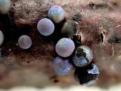 Lamproderma cristatum