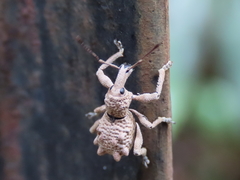 Leptopius tetraphysodes