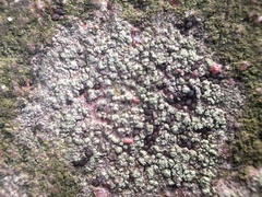 Buellia griseovirens