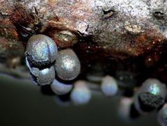 Lamproderma cristatum