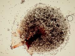 Lamproderma cristatum