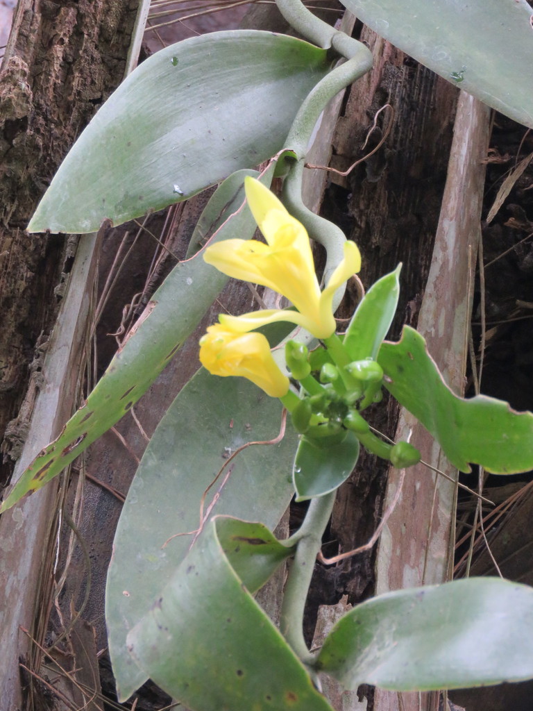 Vanilla palmarum