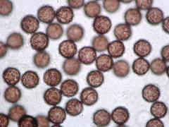 Lamproderma cristatum