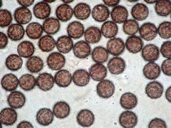 Lamproderma cristatum