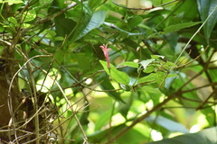 Siphocampylus convolvulaceus