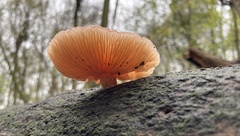 Rhodotus palmatus