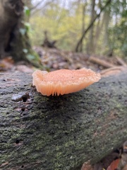 Rhodotus palmatus