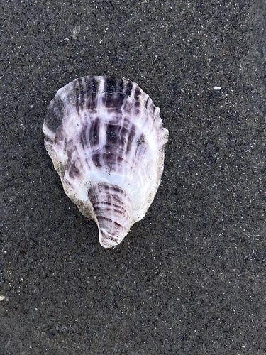 Eastern Oyster, Simonton Cove, South Portland, ME, US, photo 9 of 10