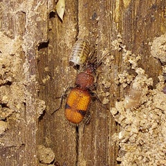 Micrixys distincta