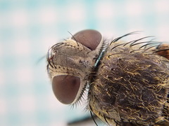 Polleniidae