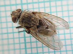 Polleniidae