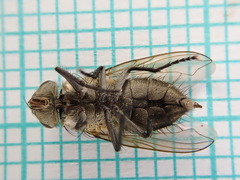 Polleniidae